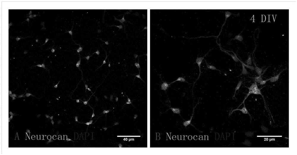 In-vitro culture method of visual cortex neuron