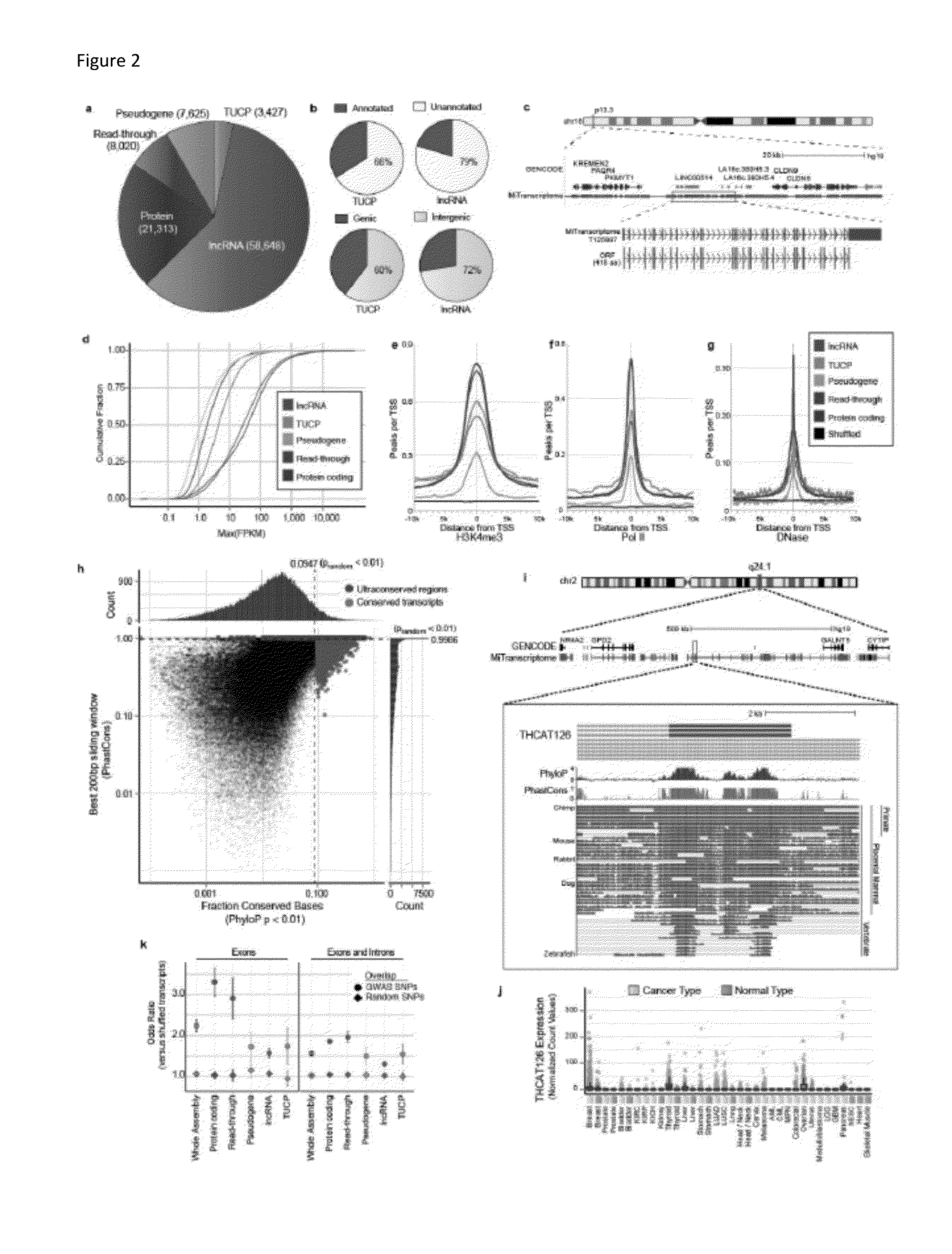 Non-coding rnas and uses thereof