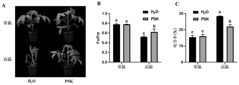 Application of polypeptide receptor PSKR1 gene in improving high-temperature adversity resistance of tomato plant and/or tomato pollen
