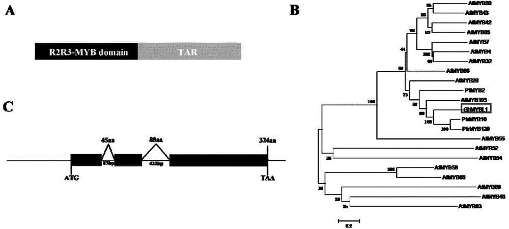 Cotton fiber specific MYBL1 gene