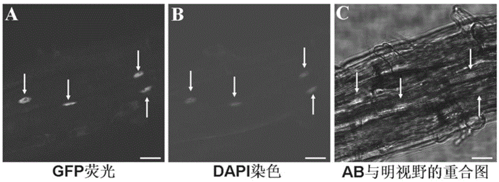 Cotton fiber specific MYBL1 gene