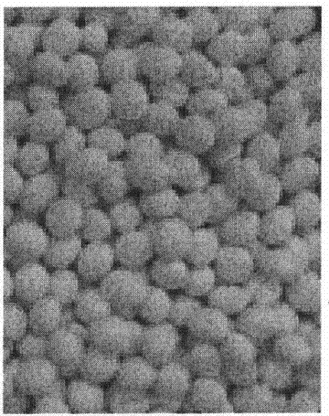Method for producing fungal granular formulation for preventing and treating pest