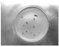 Method for efficiently promoting germination of premnapuberula seeds