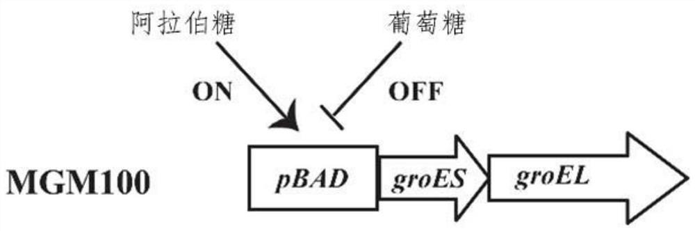 Application of the Escherichia coli molecular chaperone Groel/ES in assisting the synthesis of plant rubisco