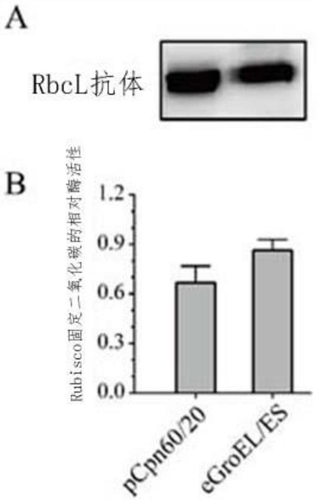 Application of the Escherichia coli molecular chaperone Groel/ES in assisting the synthesis of plant rubisco