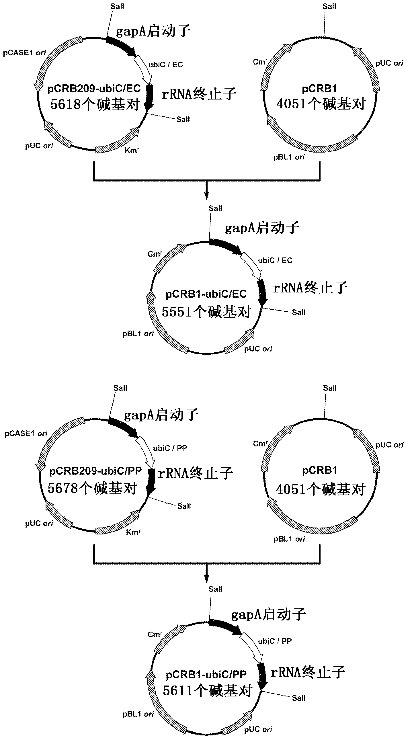 Coryneform bacterium transformant and method for producing phenol using same