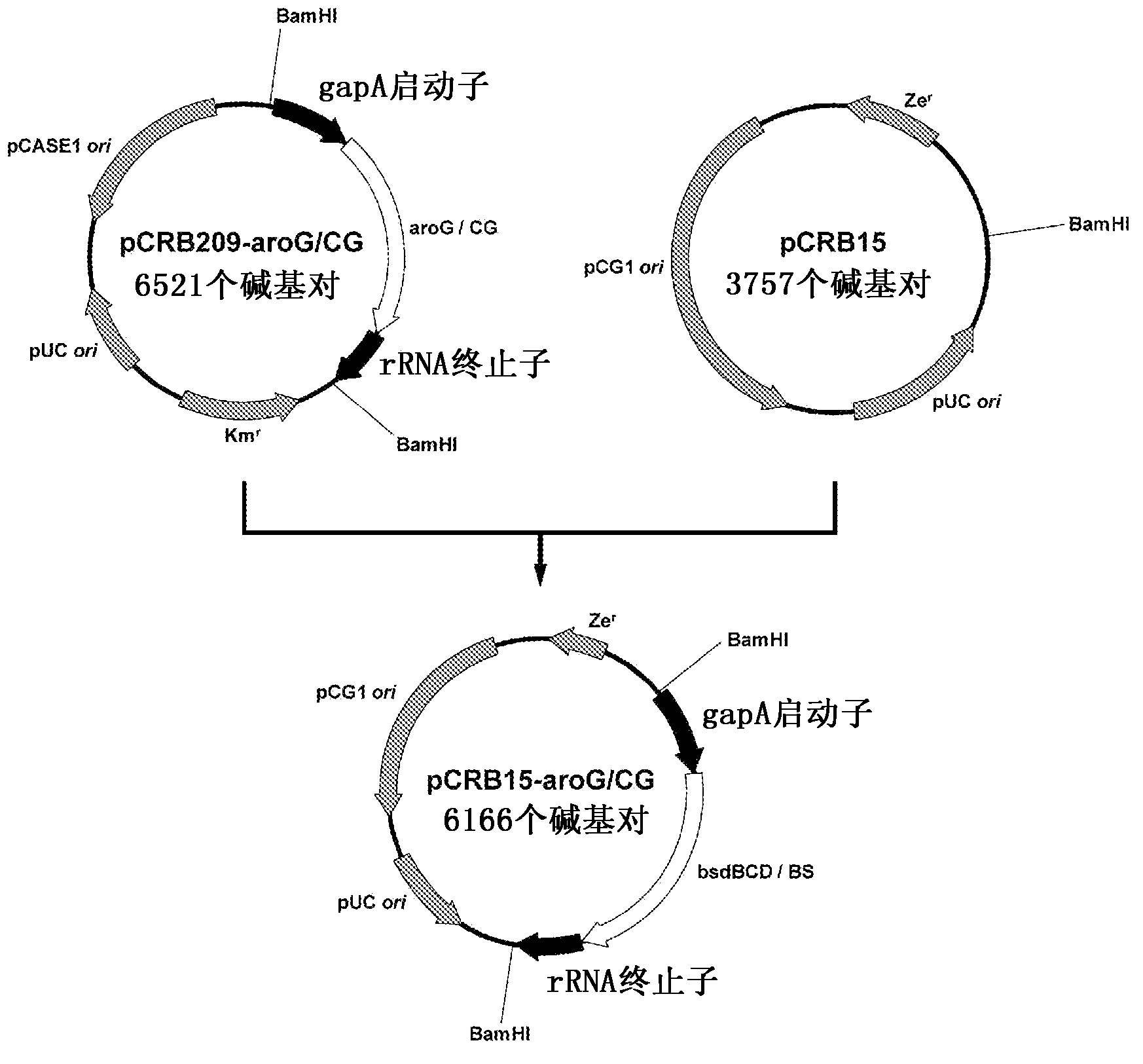Coryneform bacterium transformant and method for producing phenol using same
