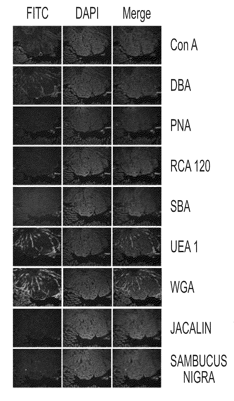 Encapsulated nanoparticles for computed tomography imaging