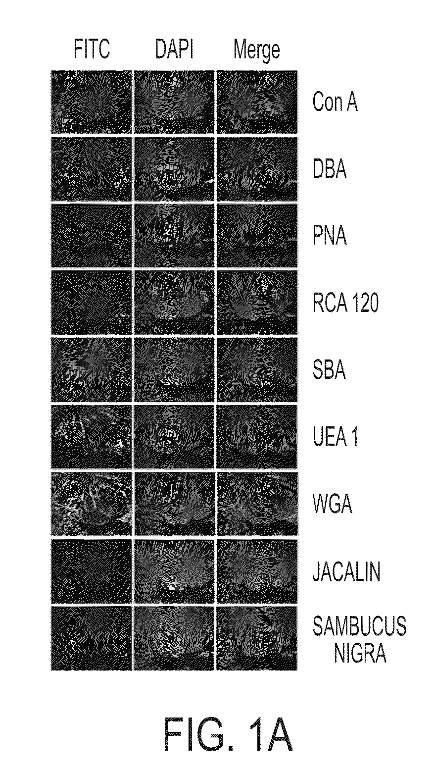 Encapsulated nanoparticles for computed tomography imaging