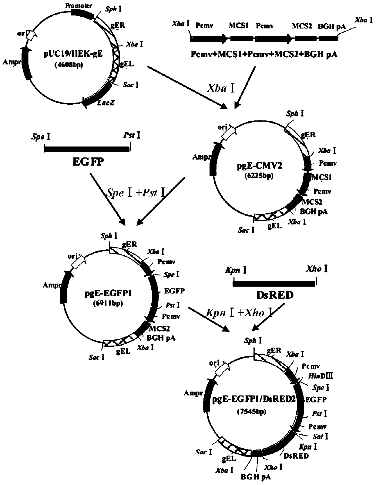 Universal transfer vector for pseudorabies virus capable of independently expressing dual genes and construction method and application of universal transfer vector