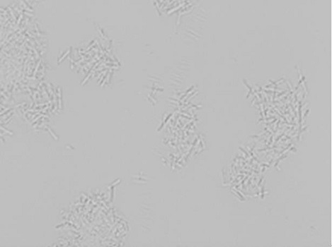 A kind of insulin aspart crystallization process