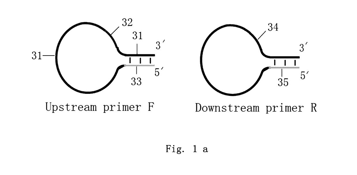 Loop-shaped primer used in nucleic acid amplification and the use thereof
