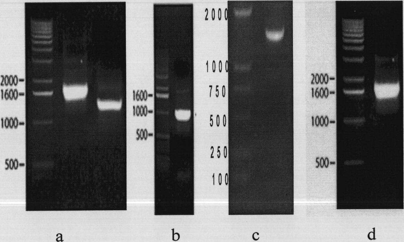 Swine influenza virus-porcine reproductive and respiratory syndrome virus mixed virus-like particle, and its preparation method and use