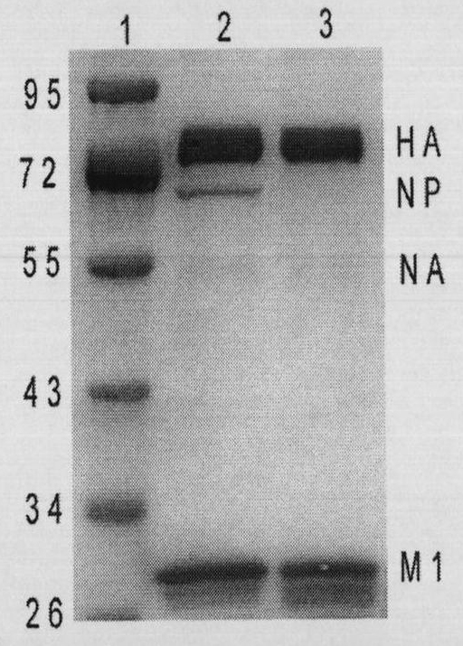 Swine influenza virus-porcine reproductive and respiratory syndrome virus mixed virus-like particle, and its preparation method and use