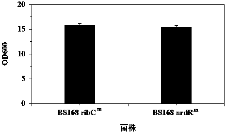 Ribonucleotide reductase transcription inhibitor mutant, mutant gene and its application in the preparation of vitamin b2