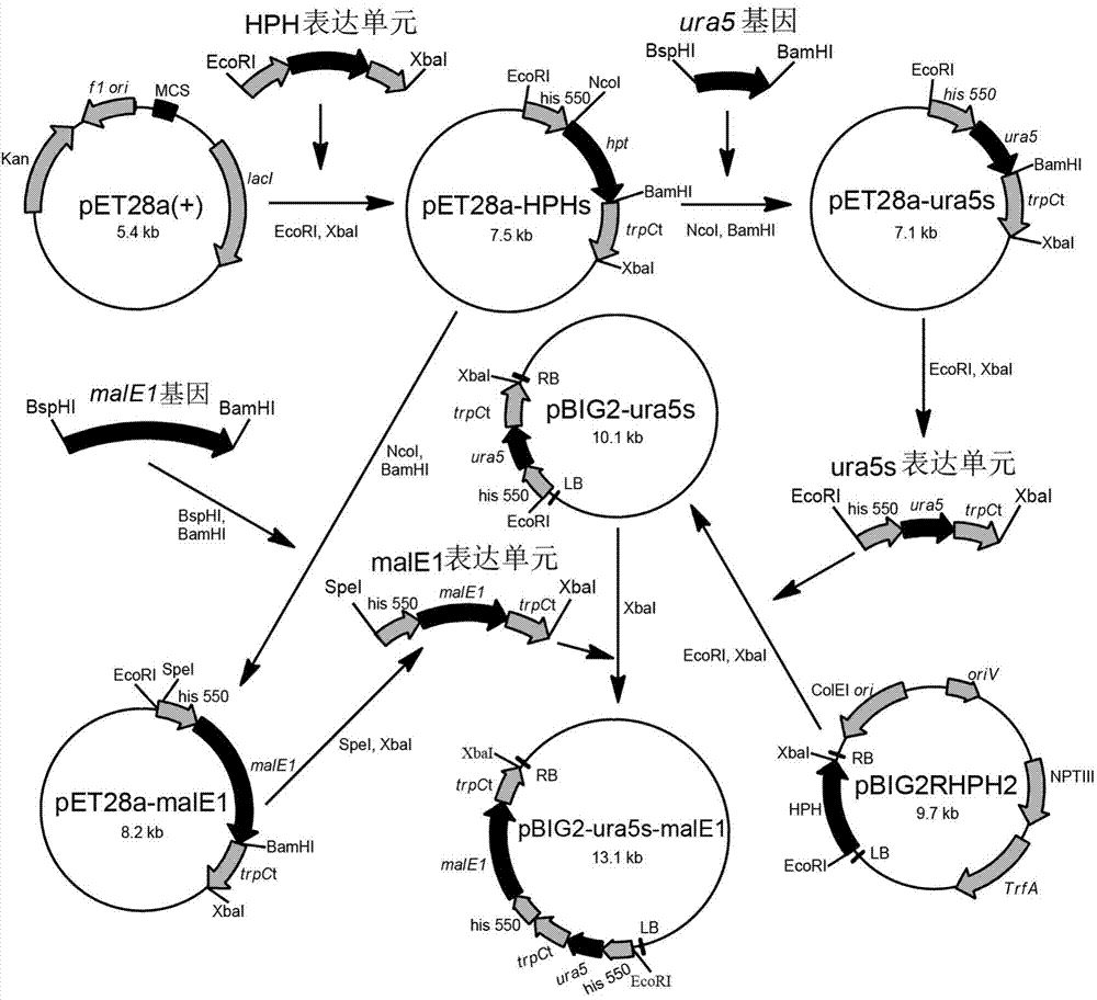Recombination gene expression system of mortierella alpina and construction method and applications thereof