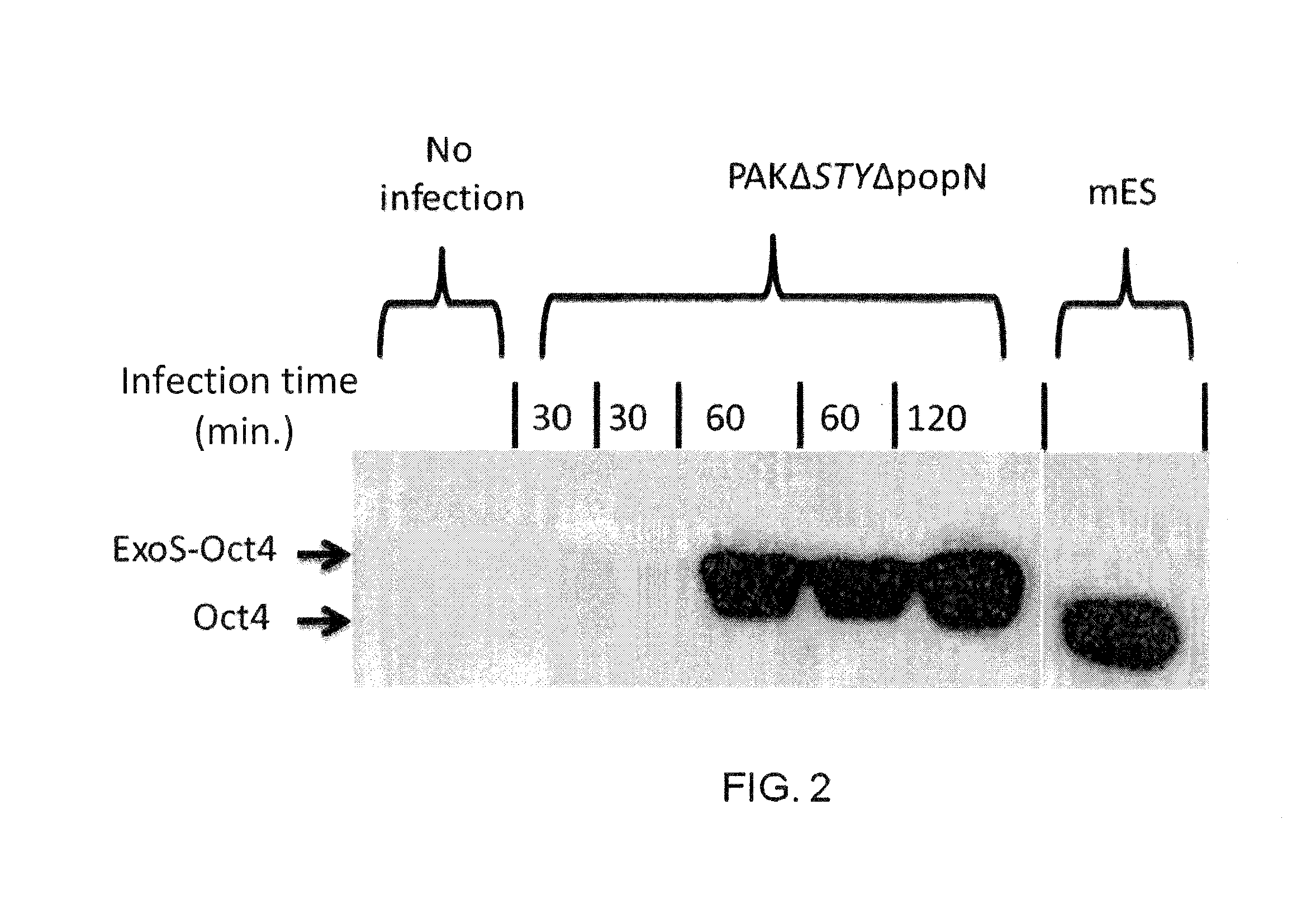 Bacterial mediated delivery of nuclear protein into pluripotent and differentiated cells