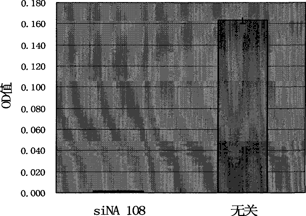 Double-chain small molecule interference nucleic acid for inhibiting and killing drug tolerant bacteria and composition thereof