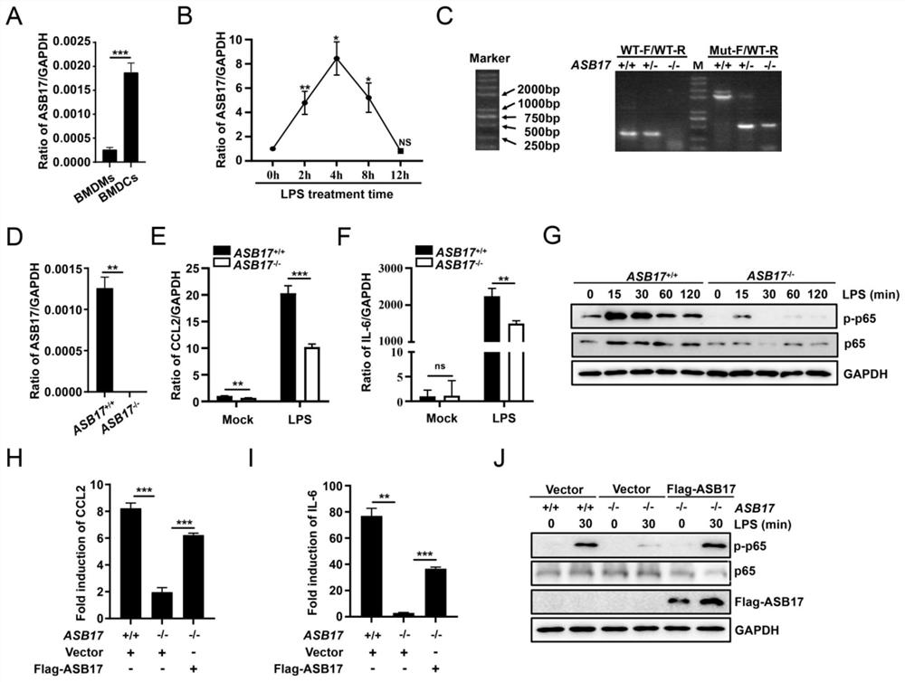 Application of ASB17 in preparation of medicine for treating TRAF6 related inflammatory diseases