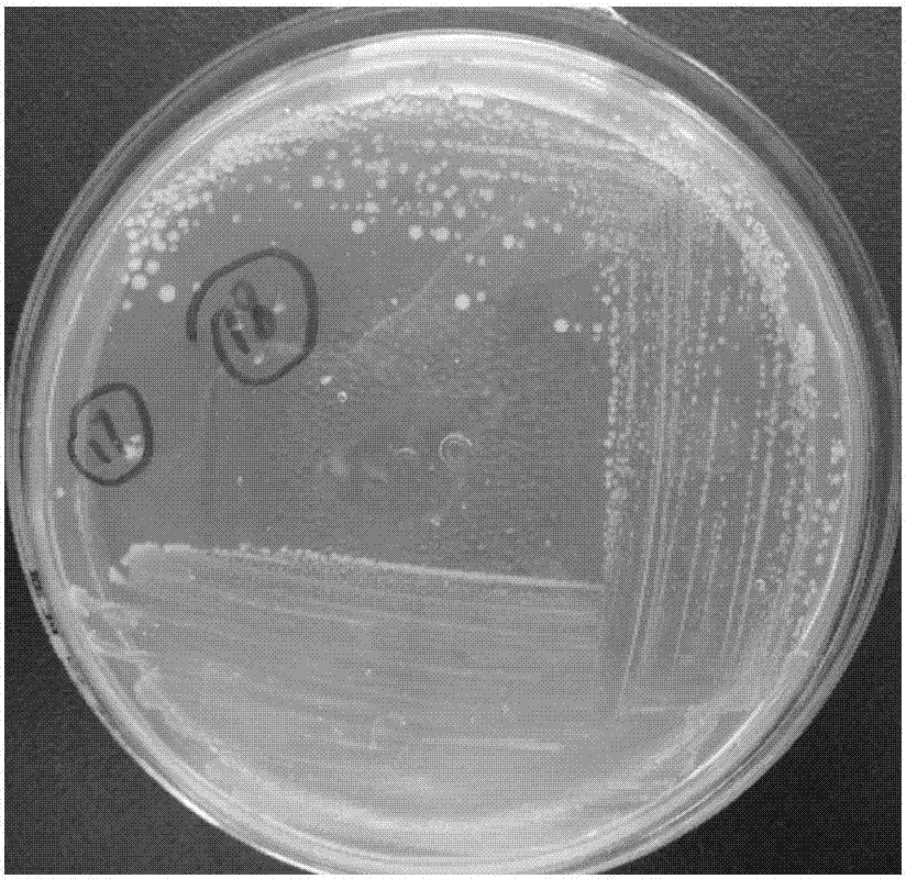 Infectious actinobacillus pleuropneumoniae and application thereof