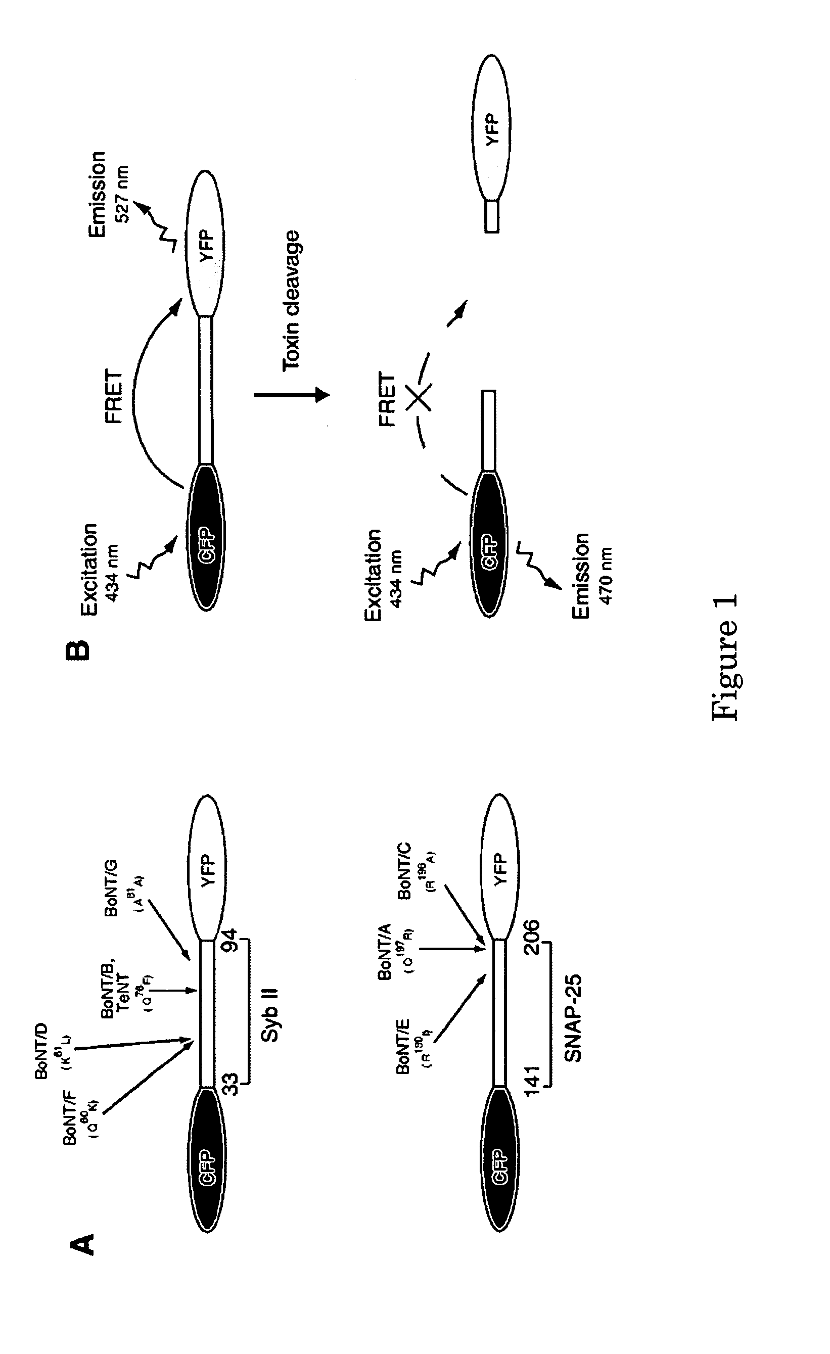 Method and compositions for detecting botulinum neurotoxin