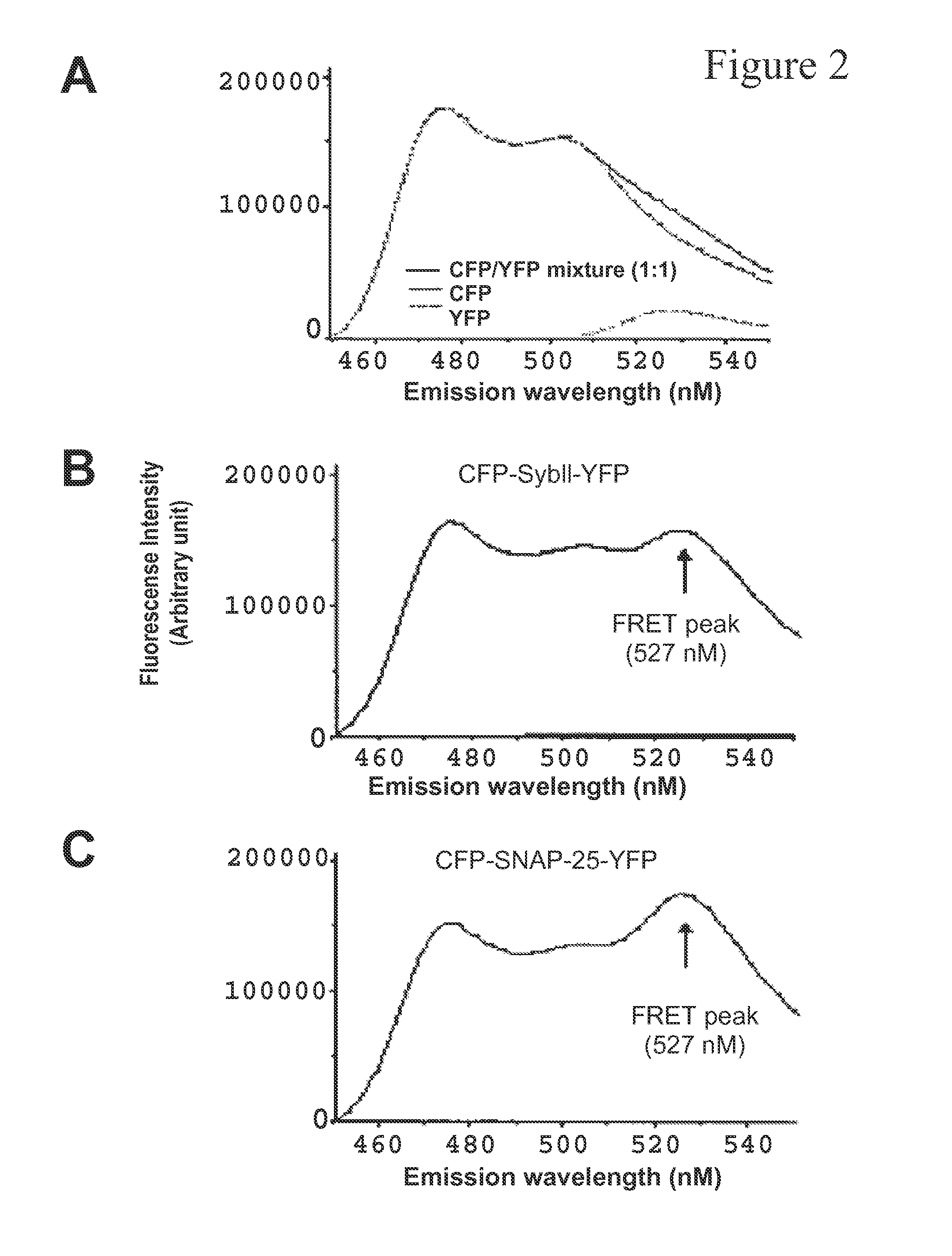 Method and compositions for detecting botulinum neurotoxin