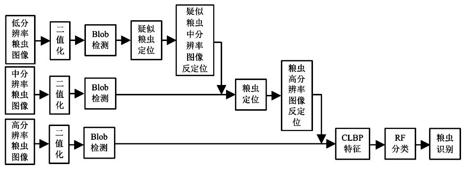 Multi-resolution food insect species visual recognition method