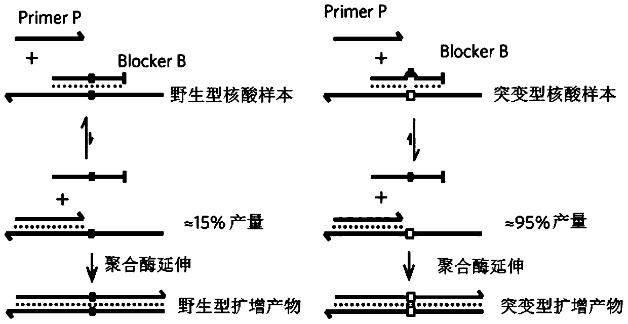 Method for detecting target mutation by carrying out retardation substitution amplification enrichment based on locked nucleic acid modified blocker