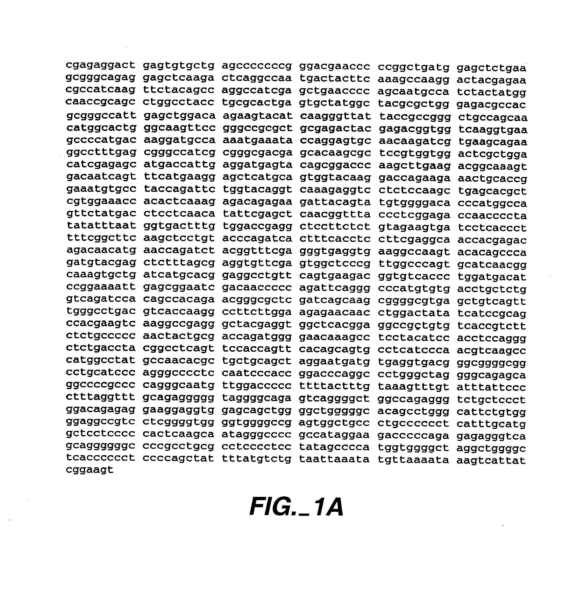 Cell cycle proteins associated with rad9, compositions and methods of use