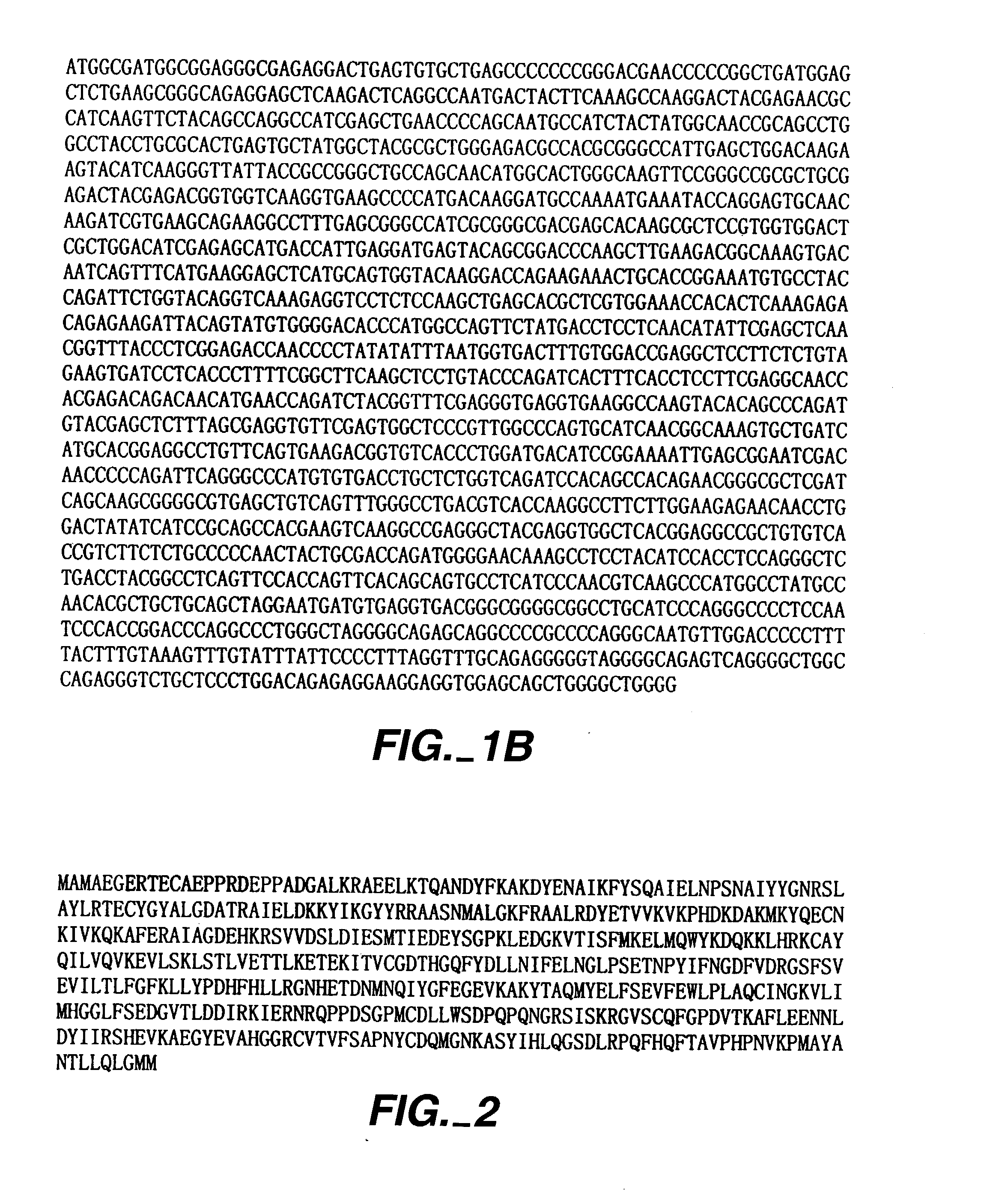 Cell cycle proteins associated with rad9, compositions and methods of use