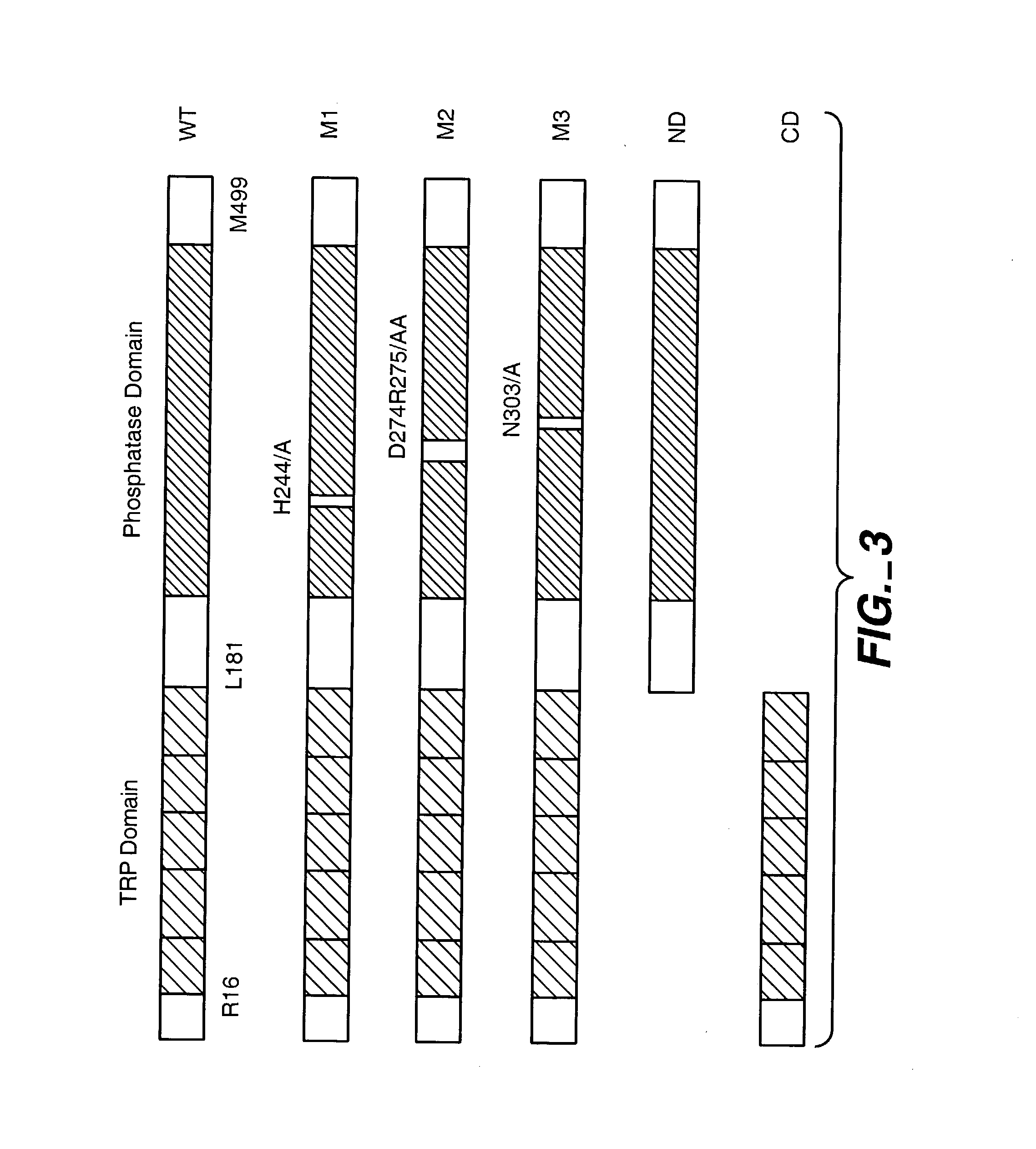 Cell cycle proteins associated with rad9, compositions and methods of use