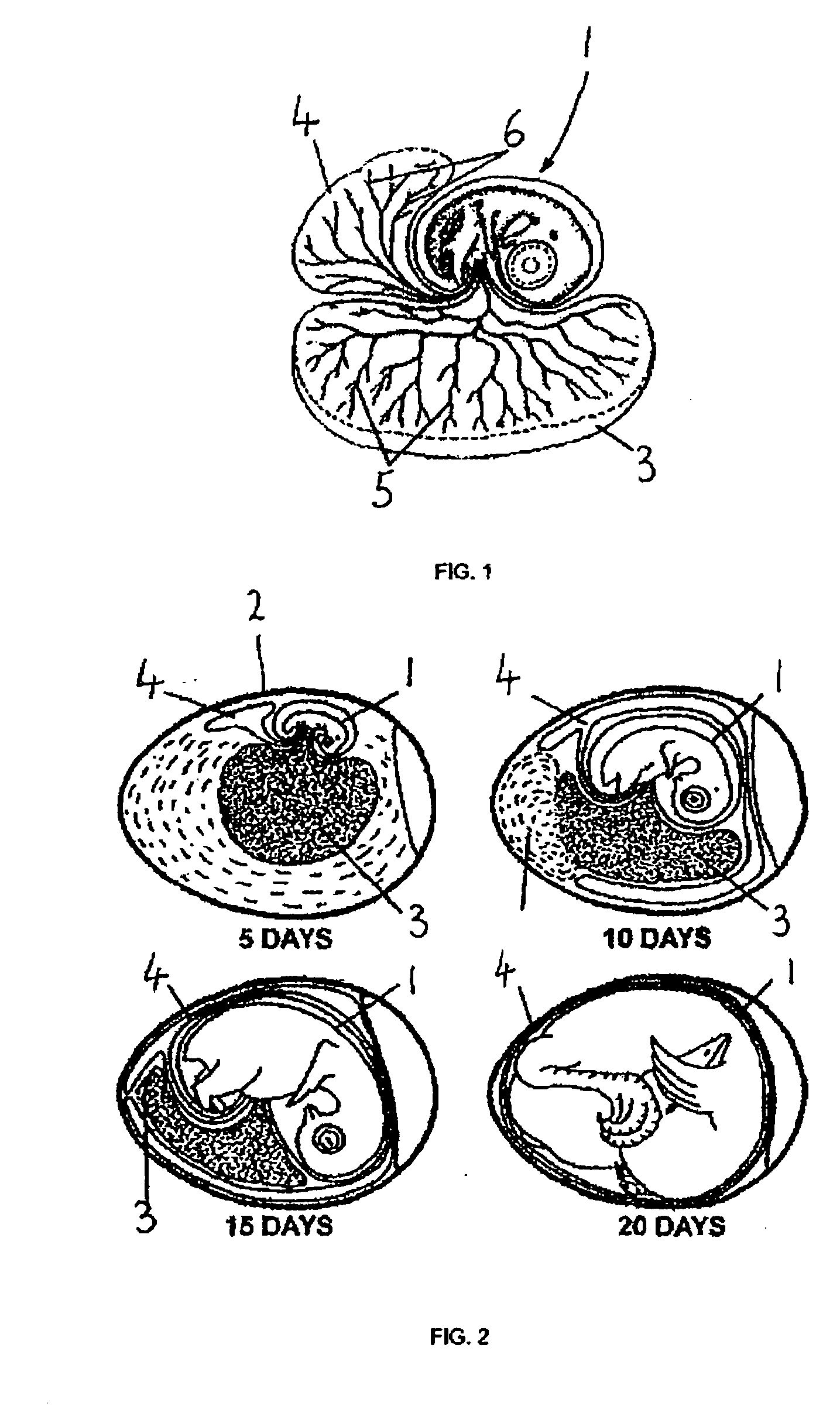 Method and apparatus for determining the viability of eggs