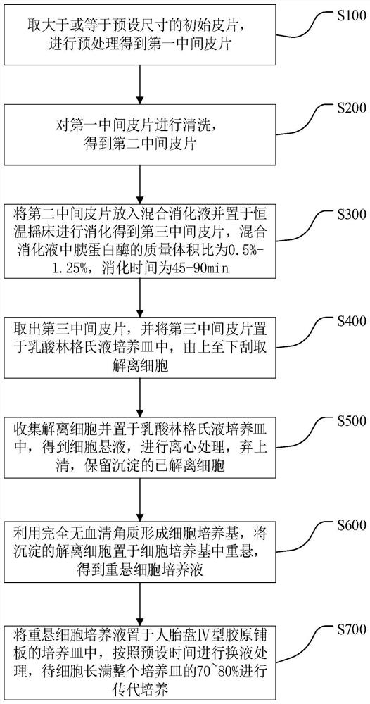 Separation and culture method of epidermal stem cells and cell suspension