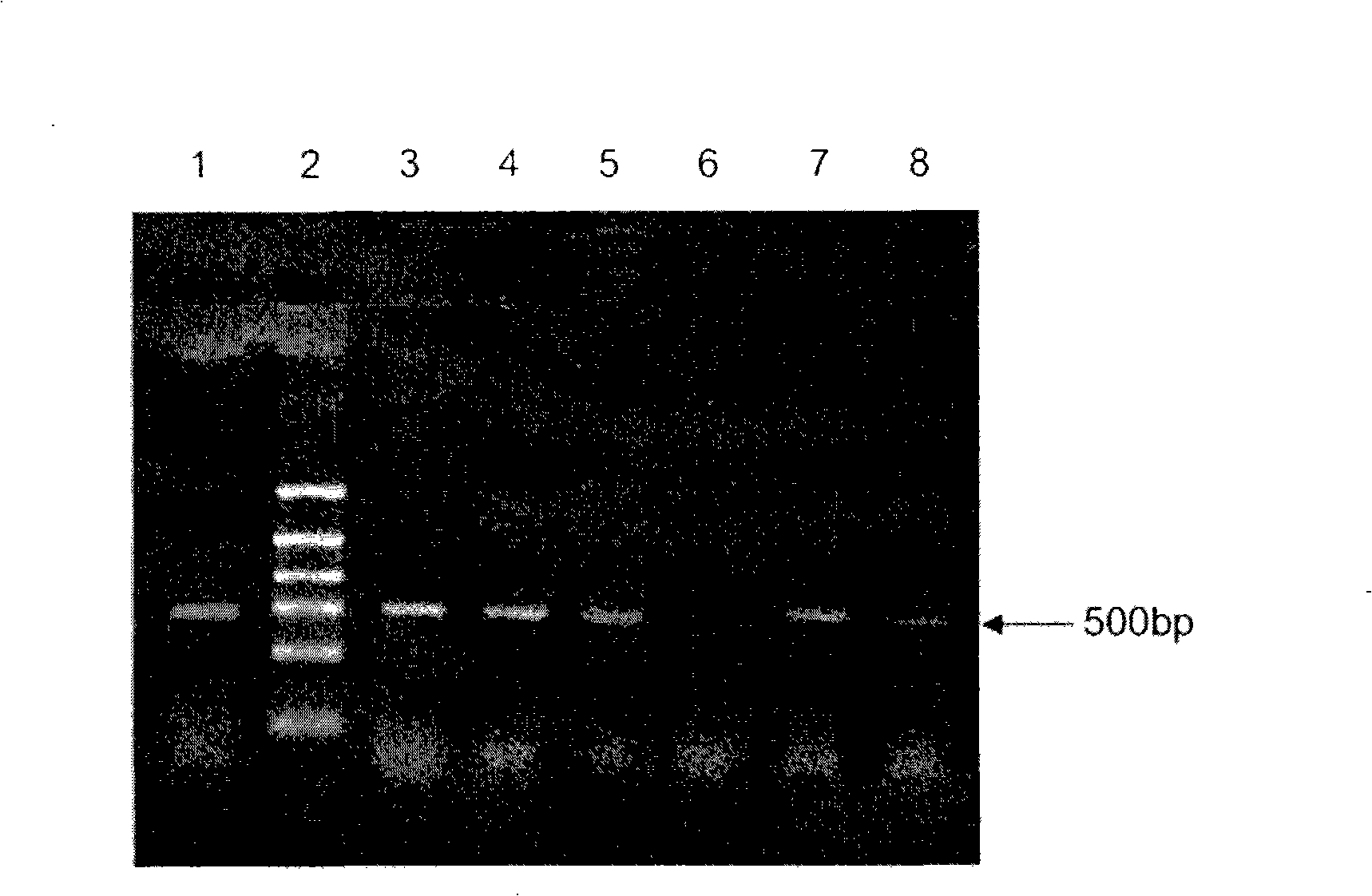 Fusion protein of urokinase type plasminogen activator a chain and melittin and preparation thereof