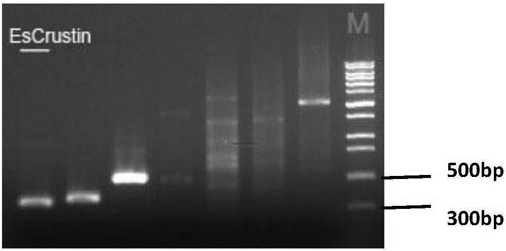 Engineered saccharomyces cerevisiae capable of efficiently expressing Chinese mitten crab chitin