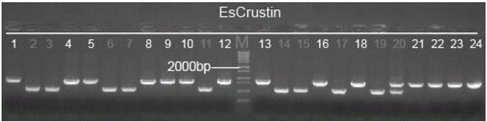 Engineered saccharomyces cerevisiae capable of efficiently expressing Chinese mitten crab chitin