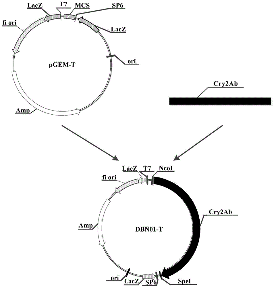 The use of insecticidal protein