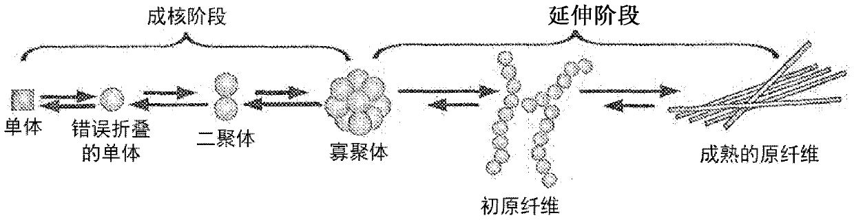 Novel amyloid beta oligomer specific binding molecule