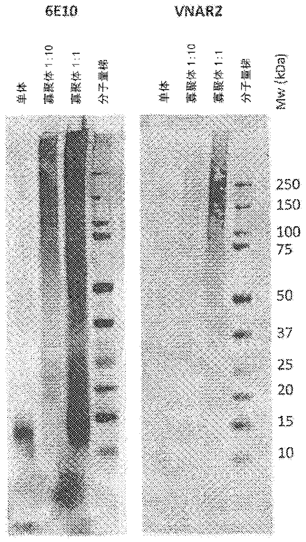 Novel amyloid beta oligomer specific binding molecule