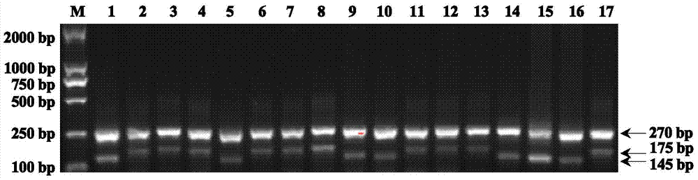 Four-primer molecular marking method for identifying different genotypes of rice grain length gene GS3