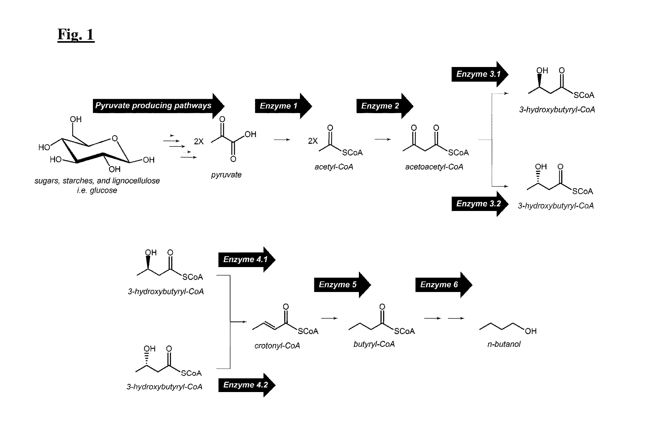 Synthetic pathways for biofuel synthesis