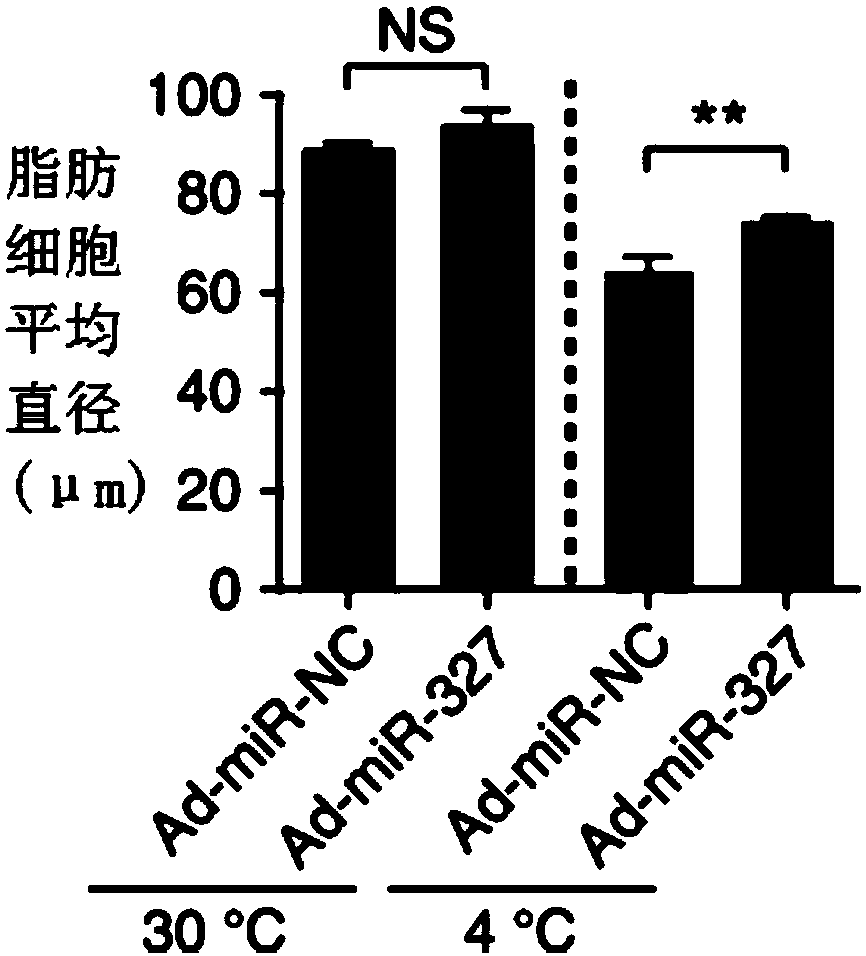 Application of miR-327 inhibitor and/or FGF10 accelerant to medicine for preventing and/or treating diabetes