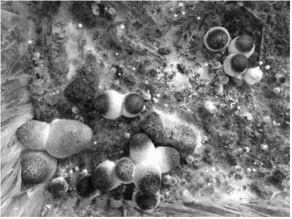 Method for culturing straw mushrooms with integrate corncob raw materials as substrate