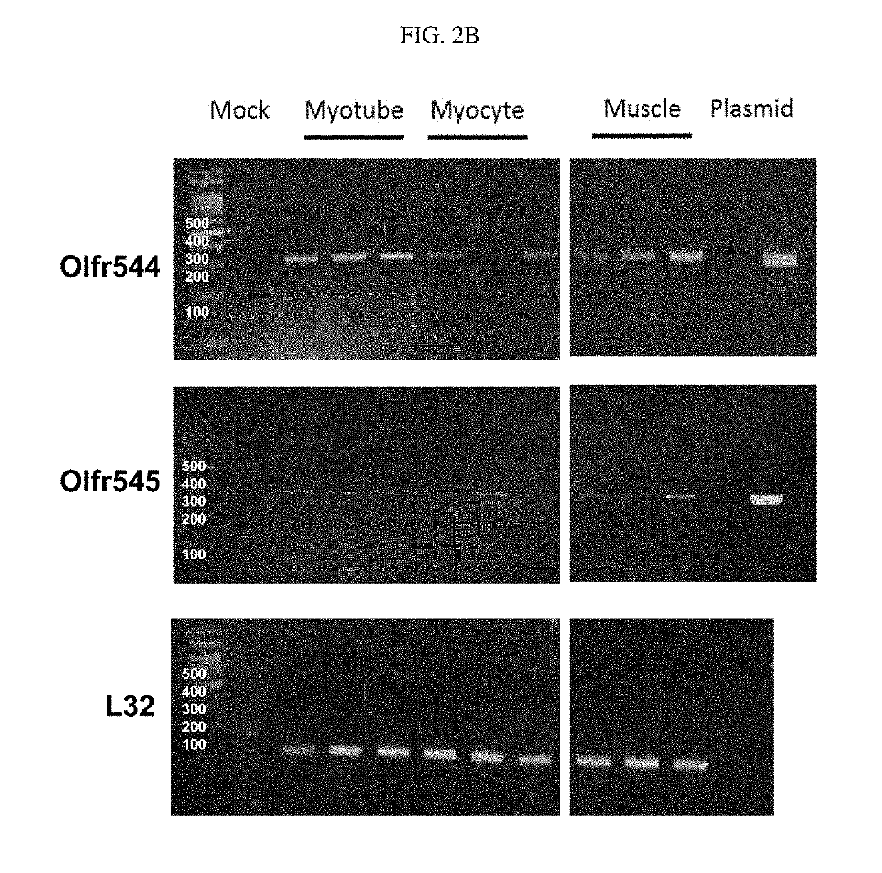 Composition for promoting skeletal muscle activity via induction of mitochondrial biogenesis comprising of azelaic acid as an active ingredient