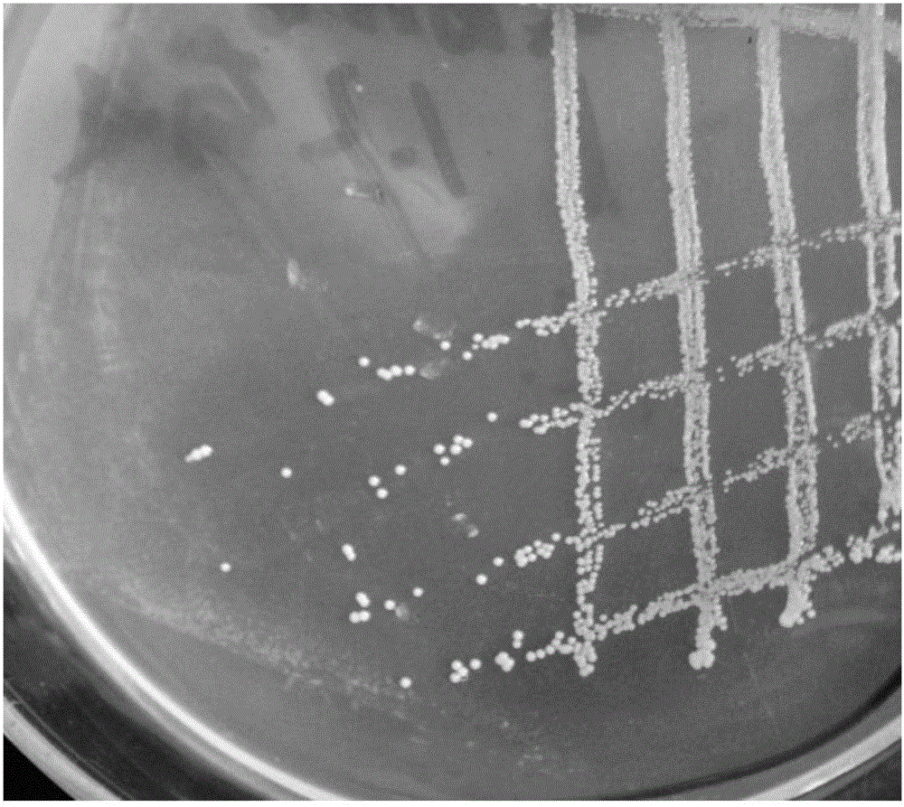 Albibacter sp. zjut528 and application thereof in resolving metalaxyl