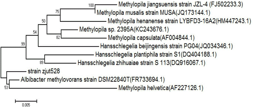 Albibacter sp. zjut528 and application thereof in resolving metalaxyl