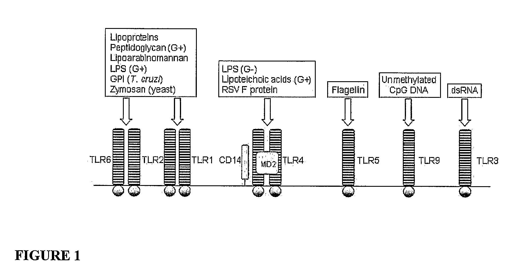 Method to identify polypeptide toll-like receptor (TLR) ligands