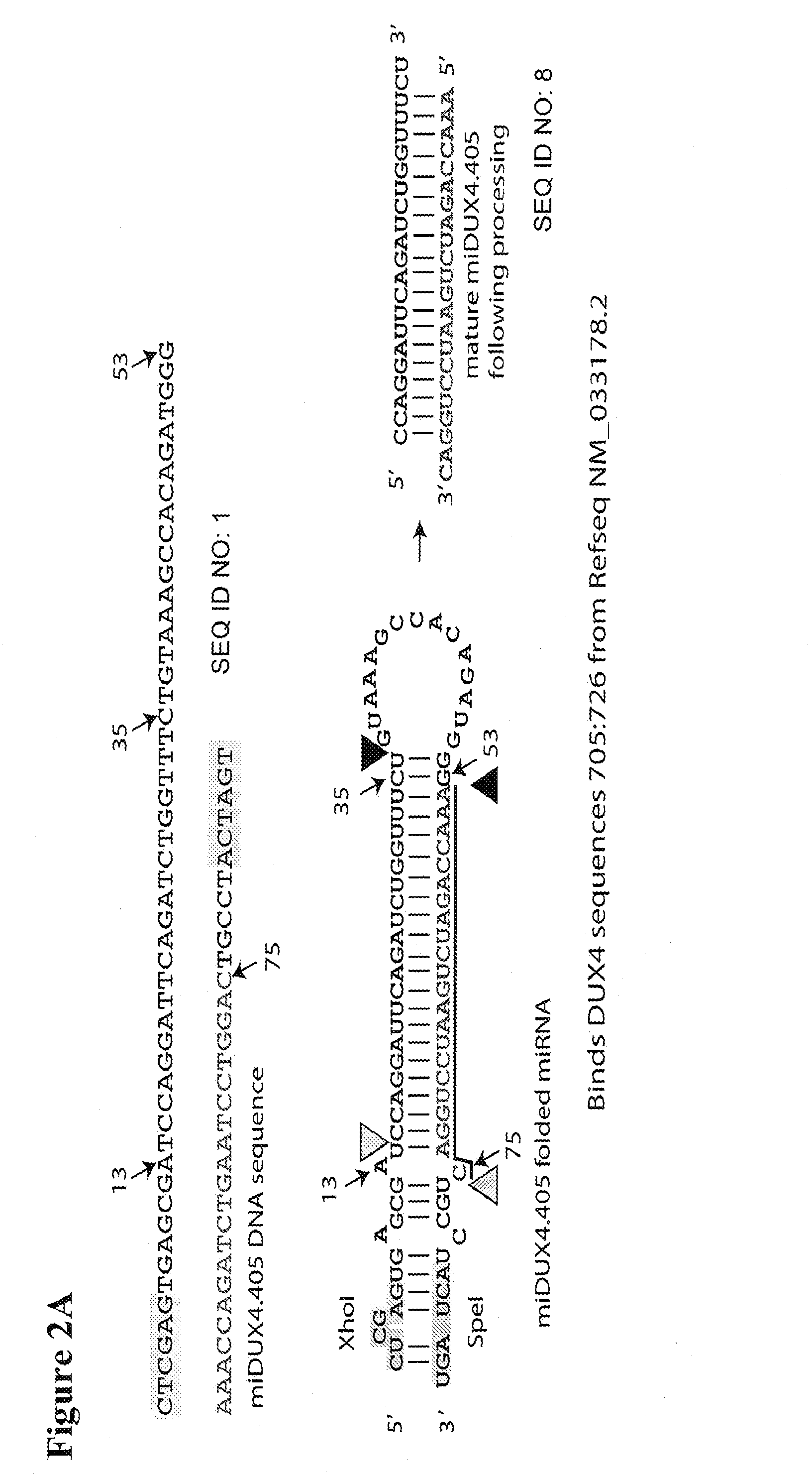 Recombinant Virus Products and Methods for Inhibition of Expression of DUX4
