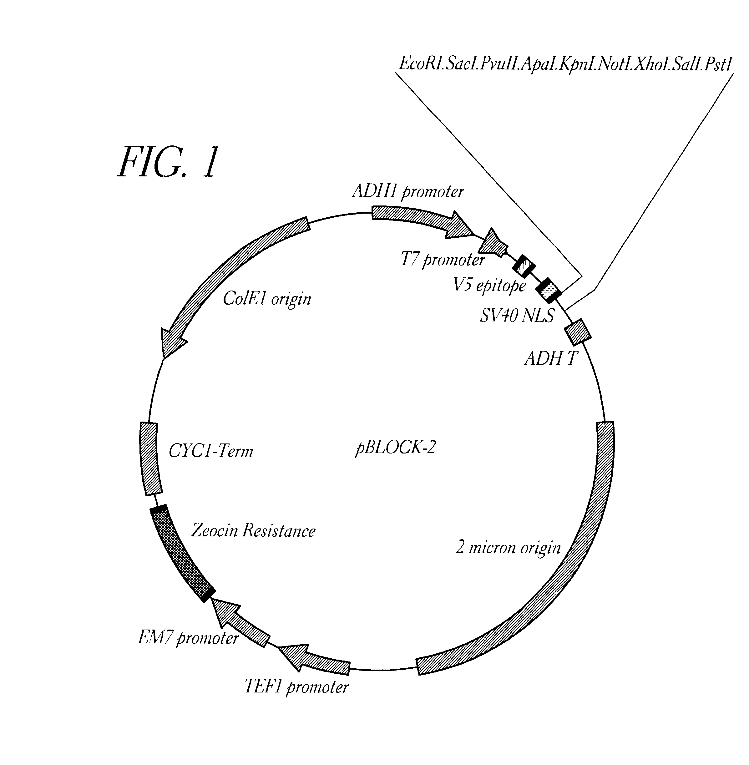 Method for detecting proteinaceous inhibitors of protein-protein or DNA-protein interactions