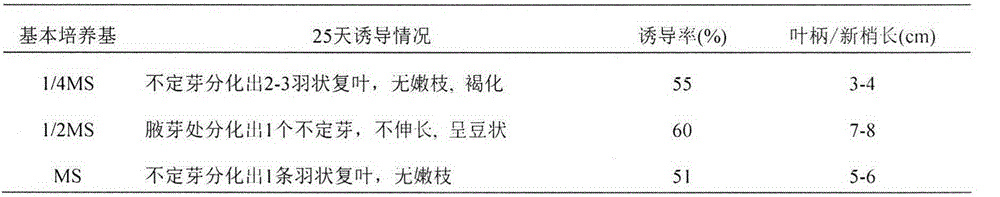 A kind of tissue culture propagation method of Zhongshan fir variety 118